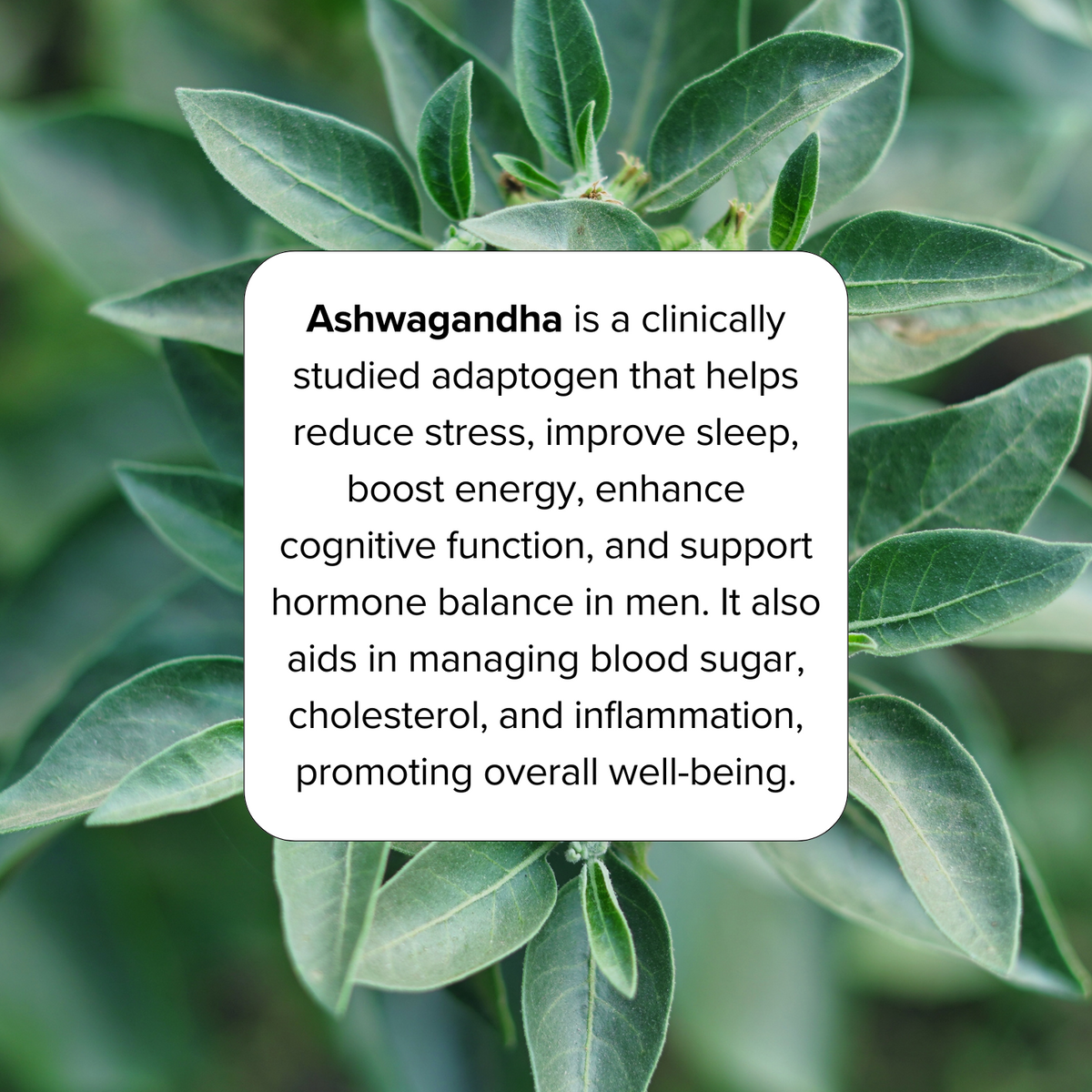 Organic Ashwagandha (60 Vegan Capsules) – Sewanti
